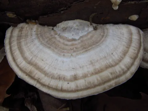 Milchfarbener Porling (Trametes lactinea)