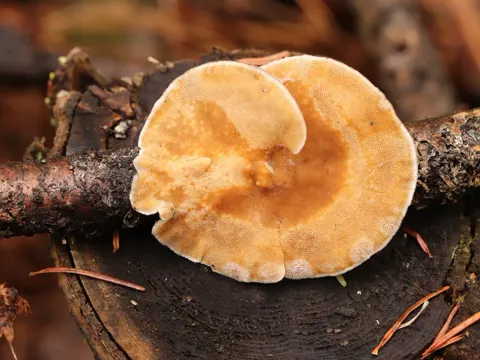 Zonen-Tramete (Trametes ochracea)
