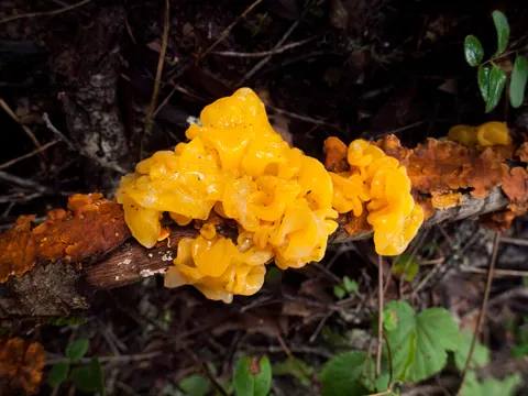 Goldenes Zitterzitterling (Tremella aurantia)