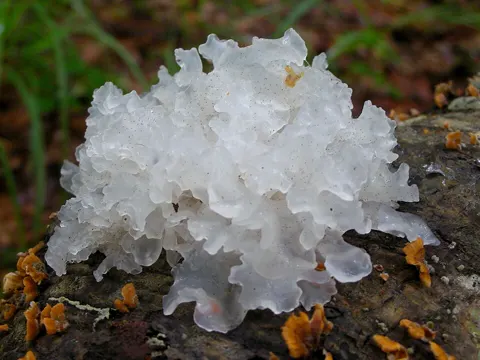 Snow Fungus