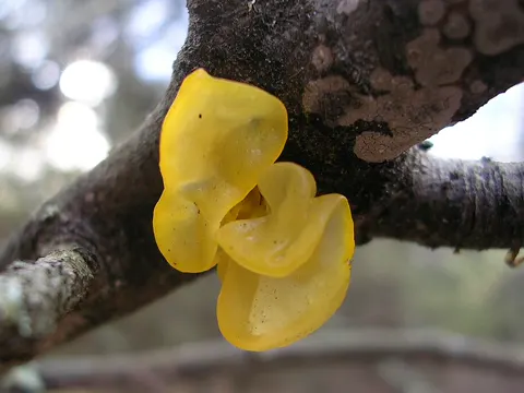 Witch's Butter