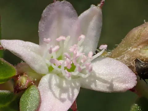 Desert Horsepurslane