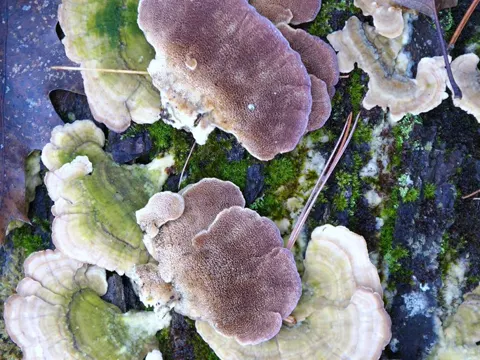 Violet-toothed Polypore (Trichaptum biforme)