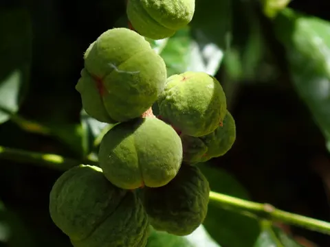Trichilia