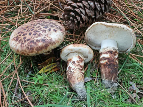 Krokodil-Ritterling (Tricholoma caligatum)