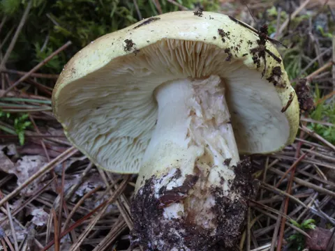 Grünling (Tricholoma equestre)