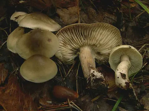 Seifiger Wachstum (Tricholoma saponaceum)