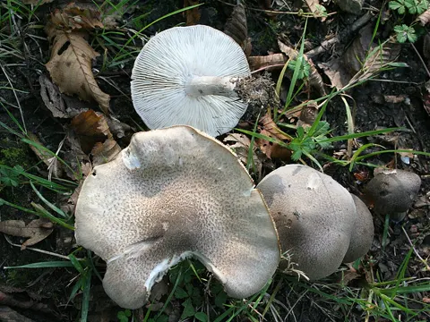 Gilbender Erd-Ritterling (Tricholoma scalpturatum)