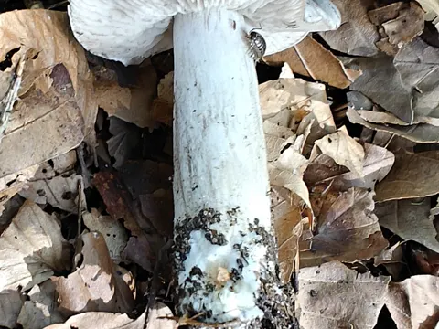 Beech Knight (Tricholoma sciodes)