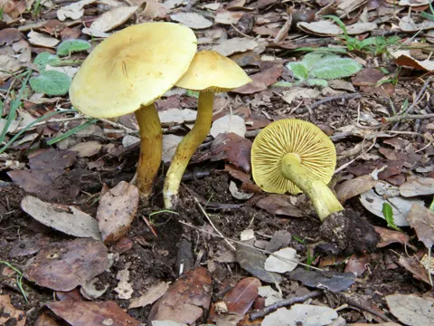 Schwefelritterling (Tricholoma sulphureum)