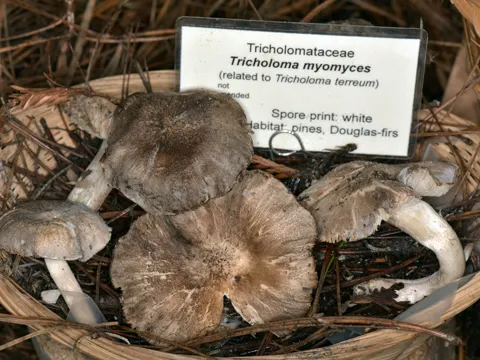Grauer Ritterling (Tricholoma terreum)