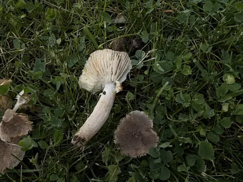 Trauriger Ritterling (Tricholoma triste)