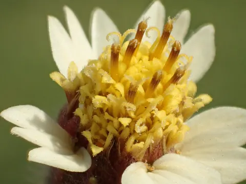 Tridax procumbens (Tridax procumbens)