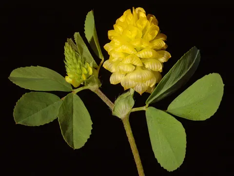 Feld-Klee (Trifolium campestre)