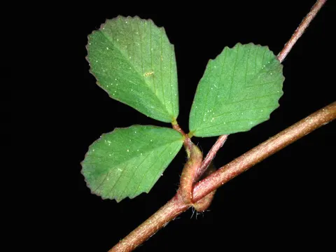 Kleiner Klee (Trifolium dubium)