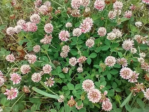 Schweden-Klee (Trifolium hybridum)