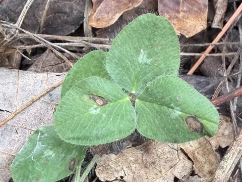 Red Clover