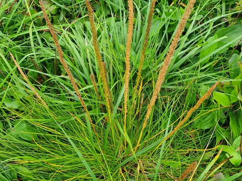 Strand-Dreizack (Triglochin maritima)