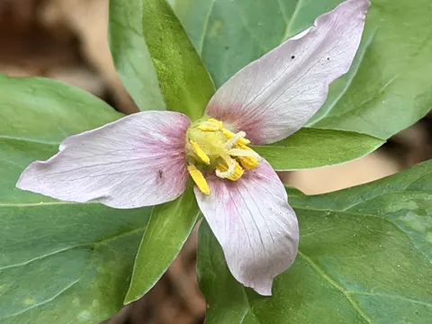 Pacific Trillium