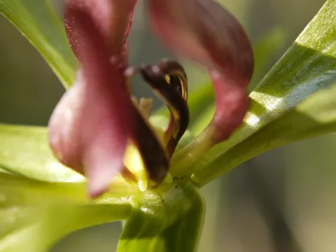 Trillium recurvatum (Trillium recurvatum)