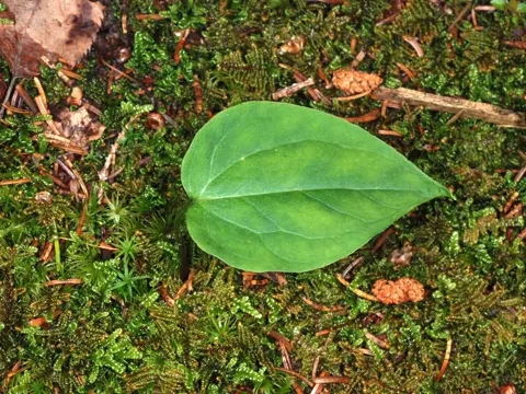 Gemalte Waldlilie (Trillium undulatum)