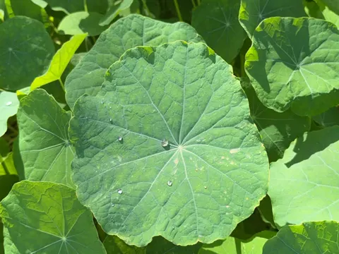 Nasturtium