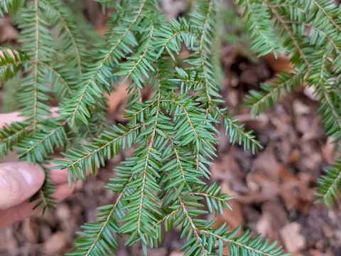 Eastern Hemlock