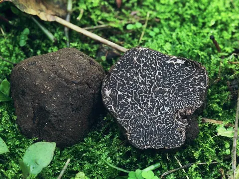 Périgord Truffle