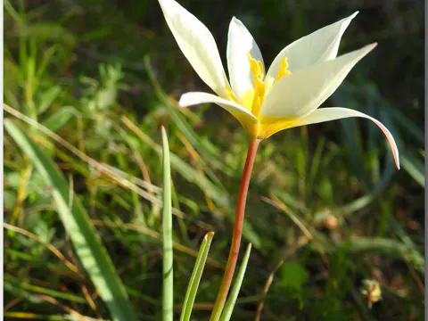 Wilde Tulpe (Tulipa sylvestris)