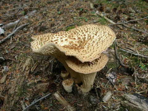 Turbinellus kauffmanii (Turbinellus kauffmanii)