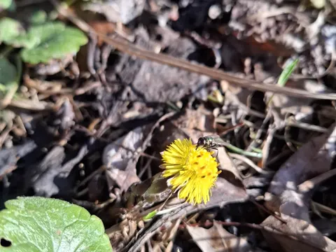 Coltsfoot