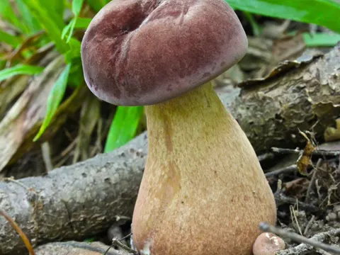 Tylopilus rubrobrunneus (Tylopilus rubrobrunneus)
