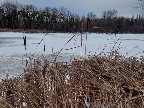 Narrow-leaved Cattail