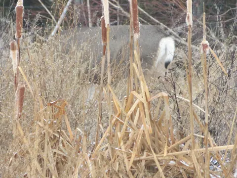 Broadleaf Cattail