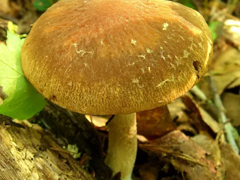 Typhrasa gossypina (Typhrasa gossypina)