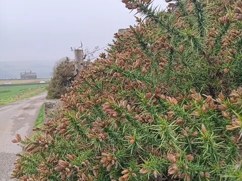 Westlicher Stechginster (Ulex gallii)