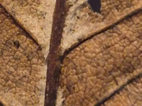 Feld-Ulme (Ulmus minor)