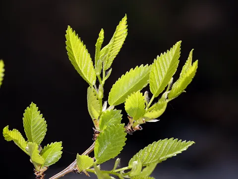 Sibirische Ulme (Ulmus pumila)