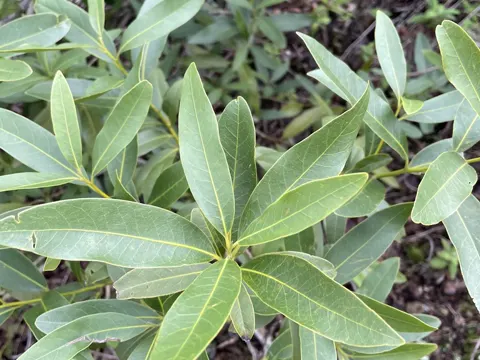 Kalifornischer Lorbeer (Umbellularia californica)
