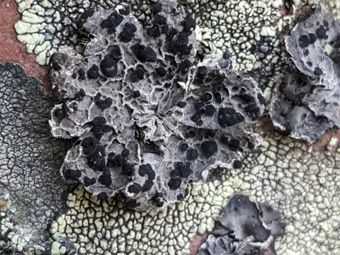 Virgin Belly Lichen