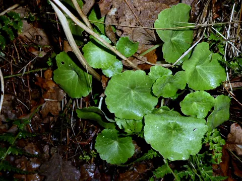 Navelwort