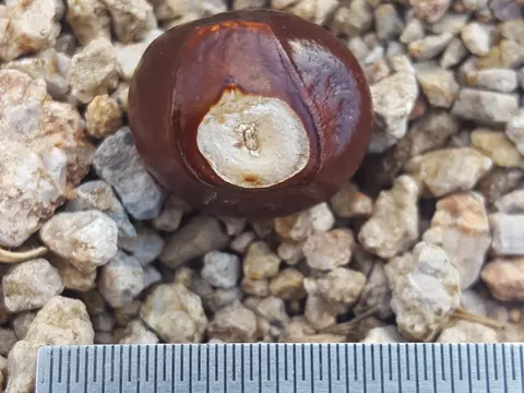 Mexikanische Rosskastanie