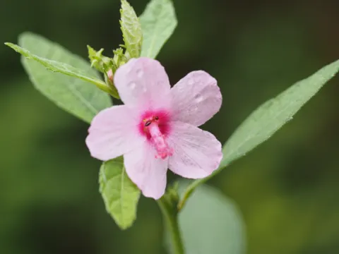 Kongojute