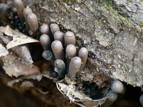 Schwarzer Kelchpilz (Urnula craterium)