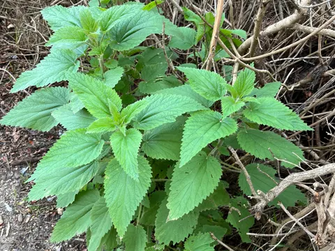 Slender Nettle