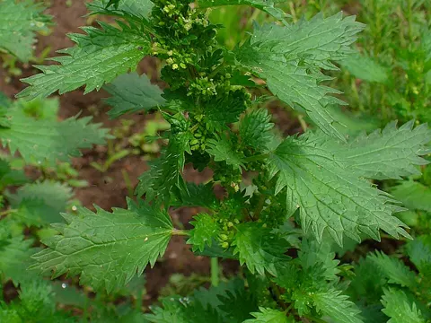 Small Nettle