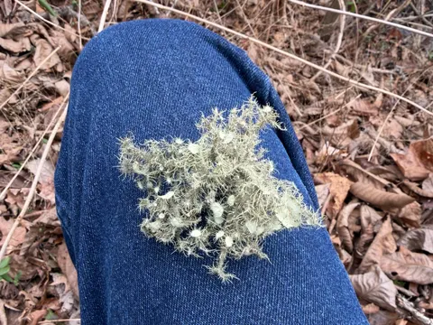 Stringy Beard Lichen