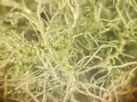 Buschige Bartflechte (Usnea subfloridana)