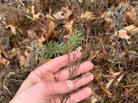 Lowbush Blueberry