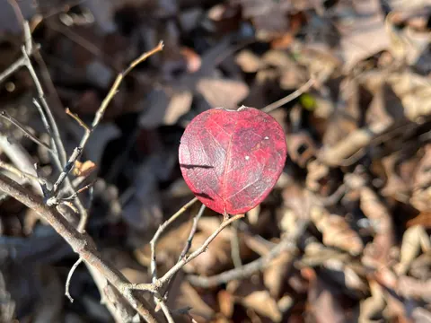 Sparkleberry